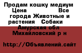 Продам кошку медиум › Цена ­ 6 000 000 - Все города Животные и растения » Собаки   . Амурская обл.,Михайловский р-н